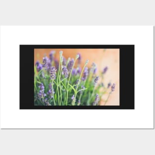 Lavender flowers in front of terracotta pot Posters and Art